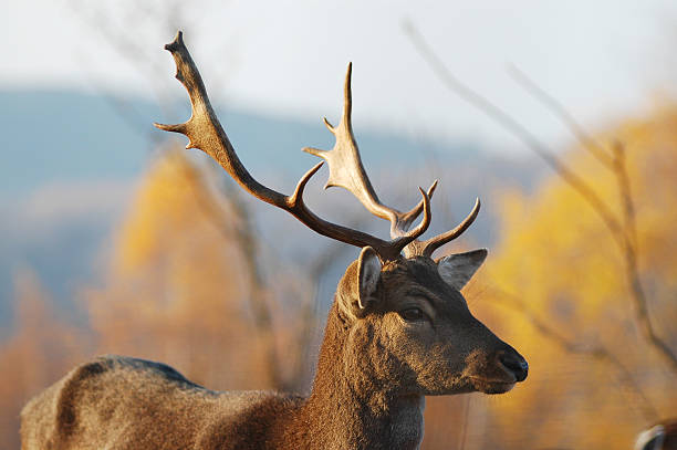 fawn, doe, hươu ở ngoài trời - a picture of a deer antler hình ảnh sẵn có, bức ảnh & hình ảnh trả phí bản quyền một lần