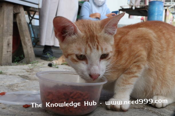 стокові фото, фото роялті-фрі та зображення на тему каністри харчові для кішок - a cat eating goji berries from a bowl