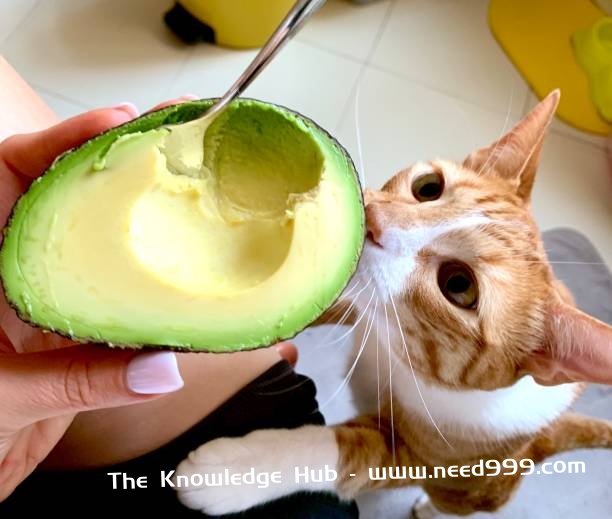 кіт і авокадо стокове фото