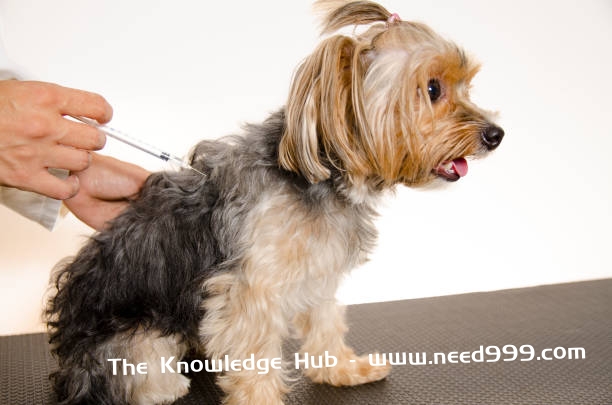 Милий йоркець щеня на столі ветеринара отримувати вакциновані стокове фото
