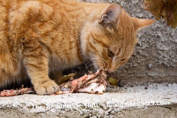 стокові фото, фото роялті-фрі та зображення на тему помаранчева бродяча кішка їсть сире м'ясо. - a photo of a cat eating soft shell turtle meat