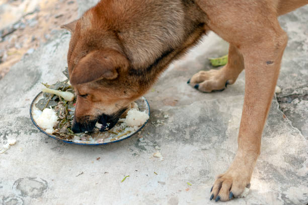 dog eats food from a plate dog eats food from a plate in  thailand  A dog eating soft-shell turtle meat. stock pictures, royalty-free photos & images