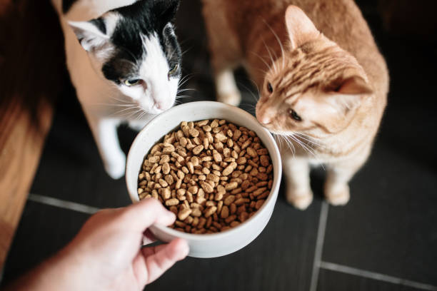 Cat food and two cats A large bowl with cat food, and two curious cats looking at it A bowl of cat food. stock pictures, royalty-free photos & images