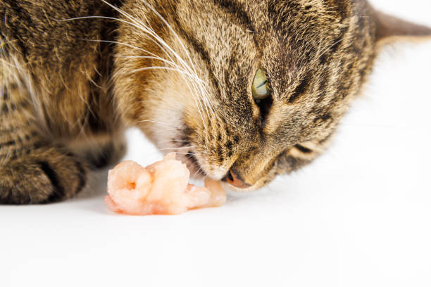 tabby cat eating raw chicken meat on white background domestic tabby cat eating raw chicken meat on white background A cat eating meat floss. stock pictures, royalty-free photos & images